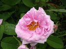 Comte du Chambord