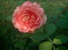 IMG_20140526_193443