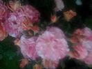 IMG_20140529_191031_1