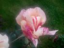 IMG_20140529_191122_1