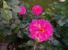 IMG_20140530_105857