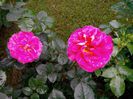 IMG_20140530_105904