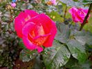 IMG_20140530_105916