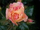 IMG_20140530_110344_1