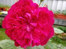 IMG_20140530_110635_1