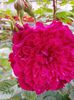 IMG_20140530_110644_1