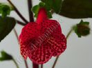 Kohleria Luci s Baby One