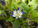 Pericallis x hybrida Blue (2014, May 18)