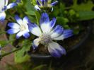 Pericallis x hybrida Blue (2014, May 21)