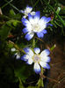 Pericallis x hybrida Blue (2014, May 24)