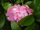 Peony. Bujor (2014, May 18)