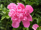 Peony. Bujor (2014, May 18)