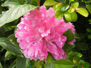 Peony. Bujor (2014, May 18)