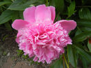 Peony. Bujor (2014, May 18)