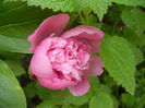 Peony. Bujor (2014, May 18)