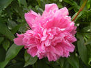 Peony. Bujor (2014, May 18)