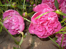 Peonies. Bujori (2014, May 21)