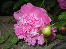 Peony. Bujor (2014, May 21)