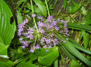 Allium Purple Sensation (2014, May 21)