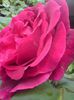 DSC00011