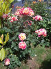 IMGP6597