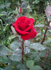 IMGP6604
