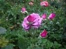 Gradina -Botanica   Balcic  Bulgaria foarte ,foarte parfumat