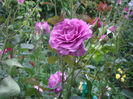 Gradina -Botanica   Balcic  Bulgaria foarte ,foarte parfumat