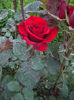 IMGP6749