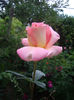 IMGP6770