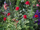 Red  Intuition