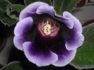 Prima gloxinica