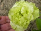 Dimov-62-Super Green?
