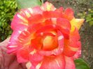 Caribia