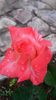 20140530_083104