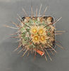 coryphantha potosina