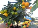 calamondin