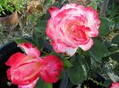 rosa double delight