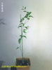 Jasminum_(probabil Leratii)