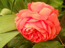 DSCN3658