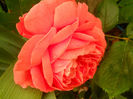 DSCN3656