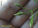 Jasminum Leratii