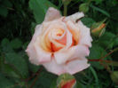 DSCN3689
