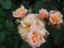 DSCN3692