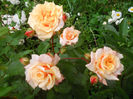 DSCN3700_048