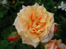 DSCN3702_050