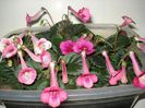 DSC09106