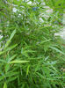 bambus1(phyllostachys viridiglaucescens)