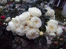 DSC06021