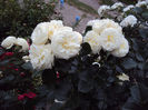 DSC06024